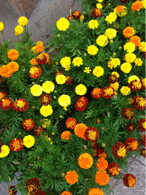 にぎやかな色をした花ら。