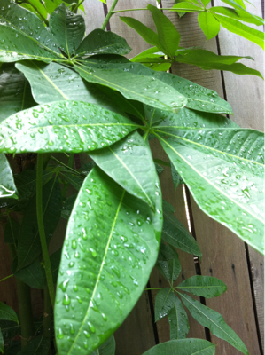 昨日も雨が。
