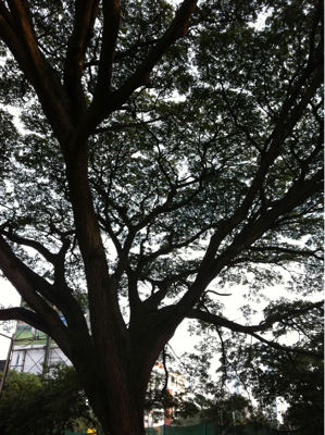 Raintreeのカフェにて