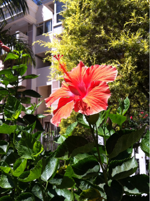 夏の到来！