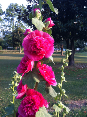 昨日の花々。