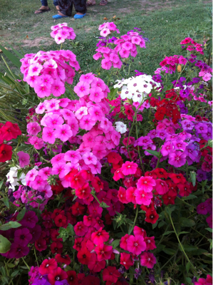 昨日の花々。