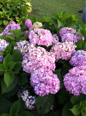昨日の花々。