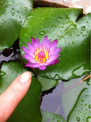 恵みの雨