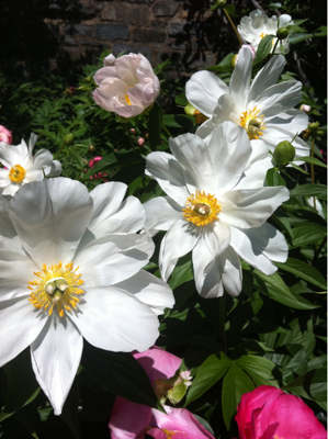 花草木、萌ゆる庭。