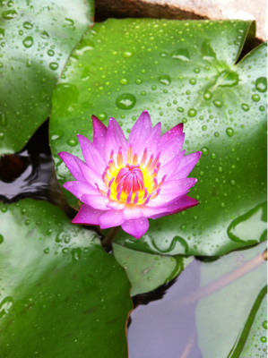 恵みの雨