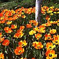 IMG_4581