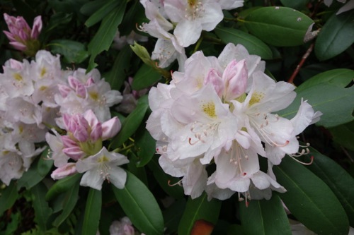DSC01804