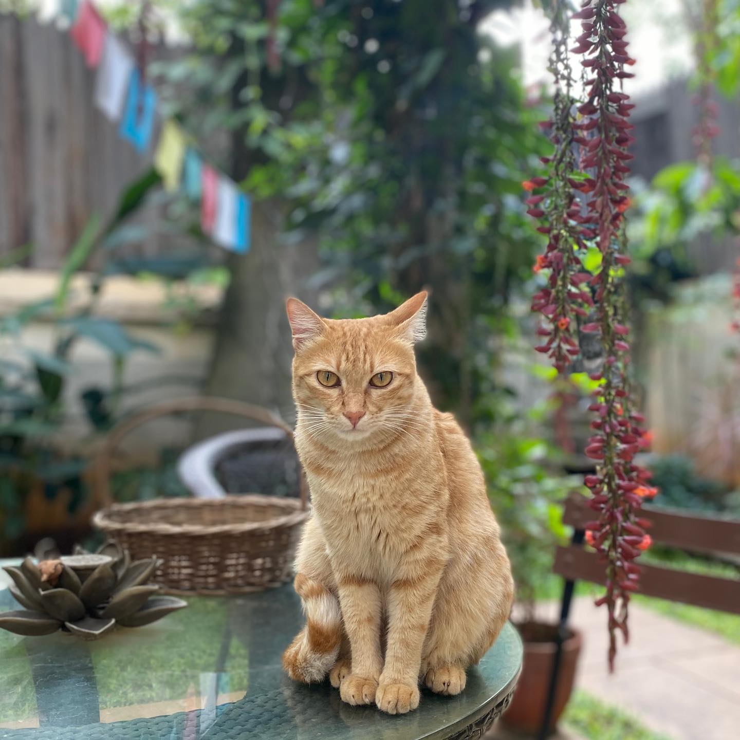 年 猫依存症が深刻化 インド猫は インド人同様 小顔で足が長い 不思議 インド百景