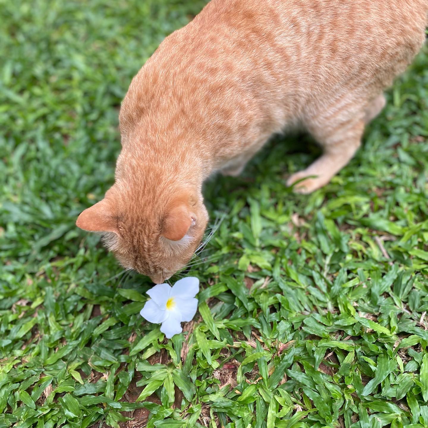 年 猫依存症が深刻化 インド猫は インド人同様 小顔で足が長い 不思議 インド百景