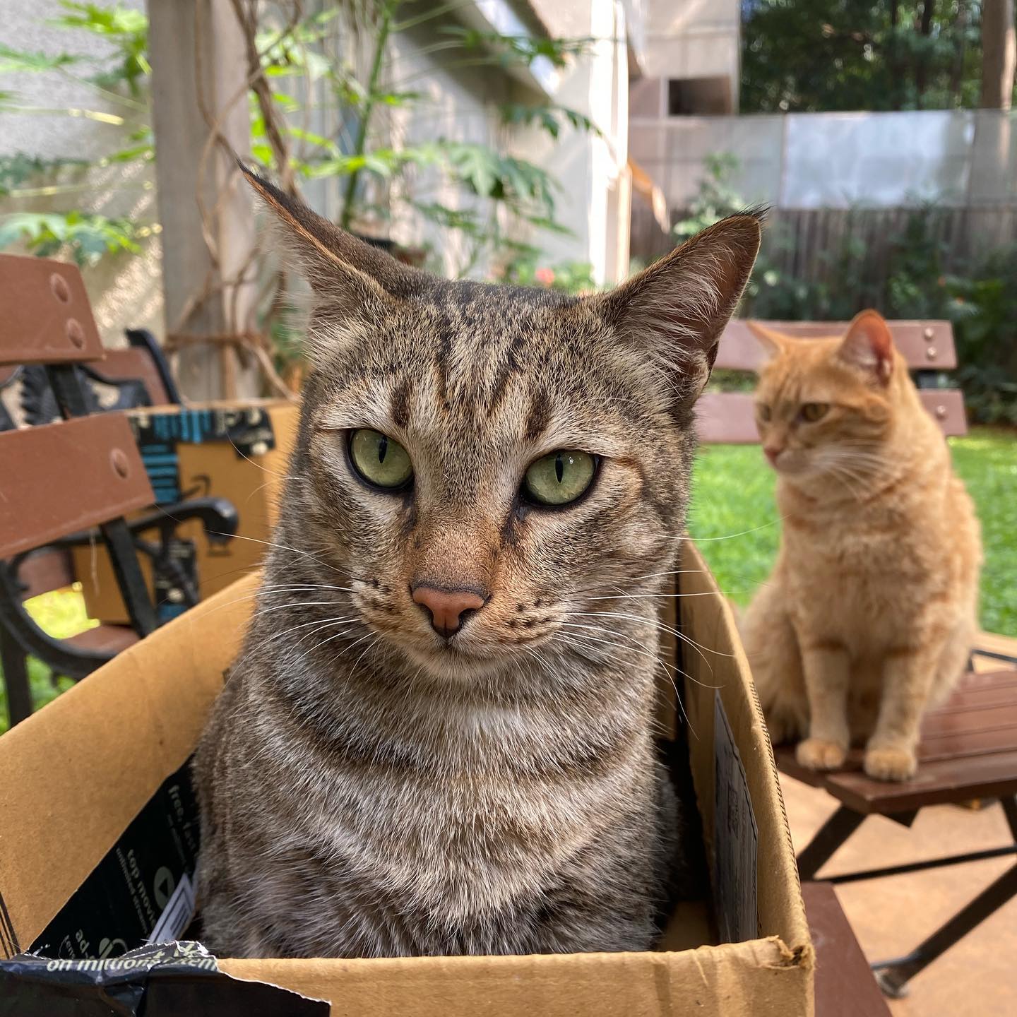 年 猫依存症が深刻化 インド猫は インド人同様 小顔で足が長い 不思議 インド百景