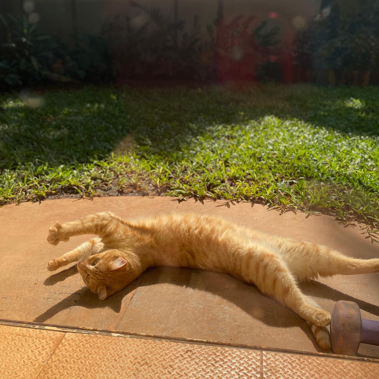 年 猫依存症が深刻化 インド猫は インド人同様 小顔で足が長い 不思議 インド百景